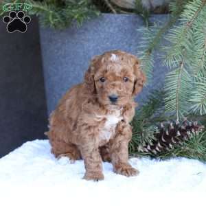 Ace, Mini Goldendoodle Puppy